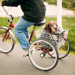 Person,Carrying,Dog,In,Tricycle,Basket