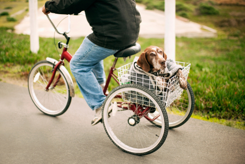 Person,Carrying,Dog,In,Tricycle,Basket